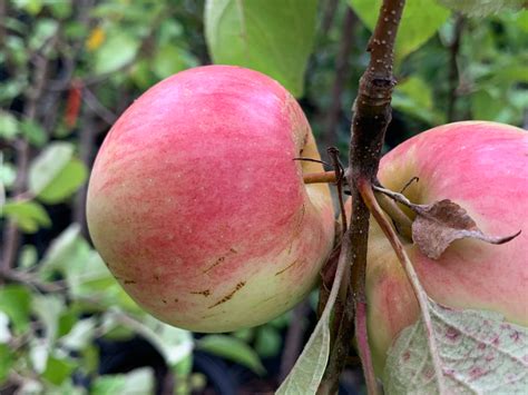 Heirloom Apples — Roots to Fruits Nursery