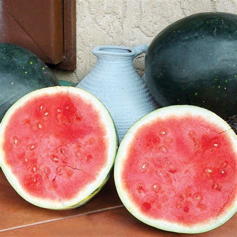 Harvest Moon Hybrid Watermelon, Artisan™ Series Tomato Seeds: Totally Tomatoes