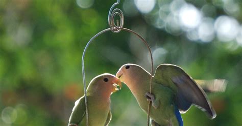 Captured Moments by LissC: Kissing Love Birds