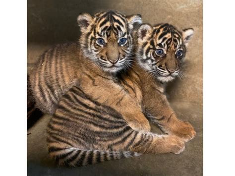 Meet Hutan And Puteri: Sumatran Tiger Cubs Are Named At Safari Park ...