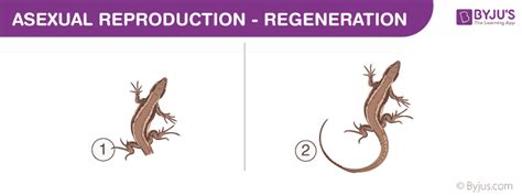 Asexual Reproduction - Types, Advantages, Disadvantages, Examples