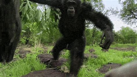 Wild Animals GIF by PBS - Find & Share on GIPHY