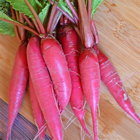 Exquisite China Rose Radish Heirloom Seeds at Todd's Seeds – A Taste of Tradition