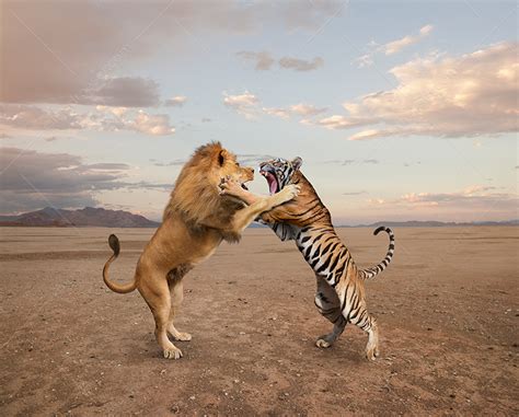 Lion Vs Tiger Fight