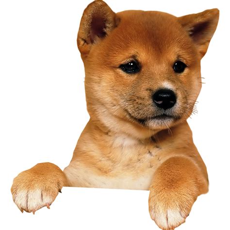 Pet PNG Transparent Images - PNG All