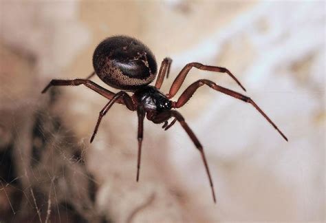 Are There Venomous Spiders in the UK?