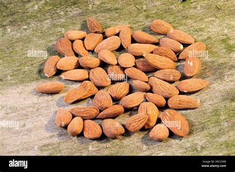 Bitter almonds (Prunus amygdalus amara Stock Photo - Alamy