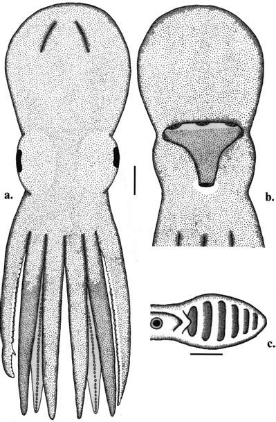 External anatomy of Adelieledone piatkowski, NMSZ 2000081.053, %, 58 mm... | Download Scientific ...