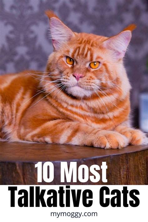 10 Most Talkative Cats | Cat breeds, Cats, What cat