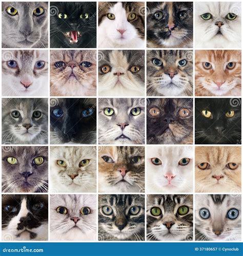 Group of cats stock image. Image of composite, animal - 37180657