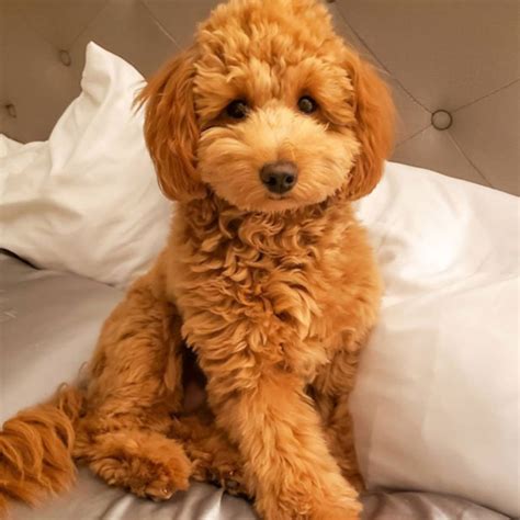 Mini Irish Doodle: Full Dog Breed Guide - Simply Southern Pups