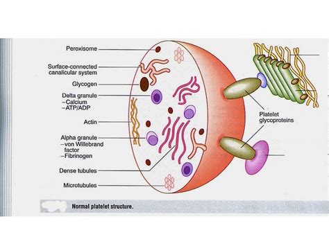 Structure of wbcs