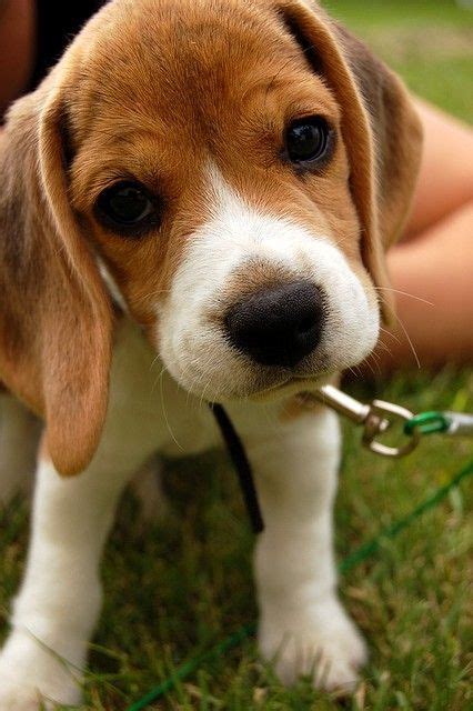 Where Can I Get A Beagle Puppy Near Me | Beagle Puppy