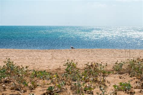 Beach in crimea | Free Photo