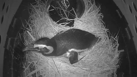 Penguin Nest Cam - live video of penguin chicks | Explore.org