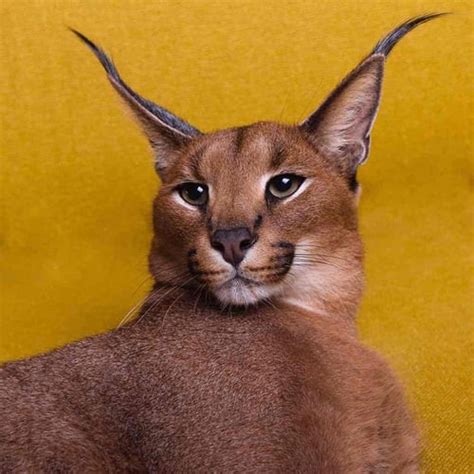 Pumba Caracal – Bio, Birthday, Age, Video | Cameo