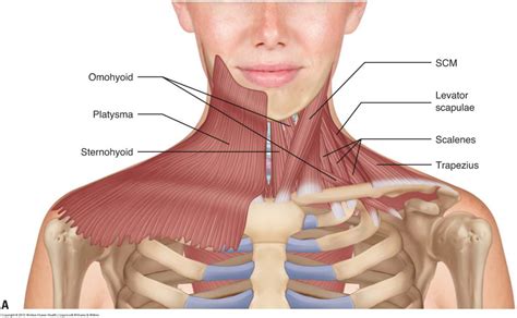 bodybuilding - Is the neck's volume largely genetic just like the calf ...