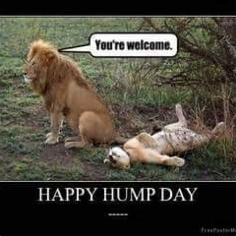 Happy Hump Day Lions - Laughshop.com