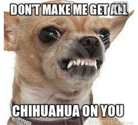 Pin by Anna Marie Akers Olson on funny | Chihuahua funny, Chihuahua puppies, Angry dog