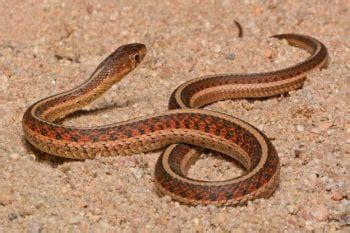 Snakes of Missouri | Missouri's Natural Heritage | Washington University in St.Louis | Kompremos