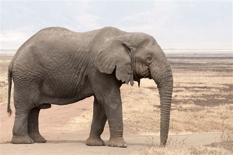 Elephant, African bush elephant, African elephant