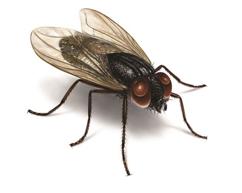 House Fly Killer Approaches: The Simple and Working Ways - The superb ...