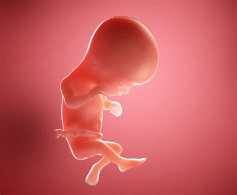 Week 16 fetal development