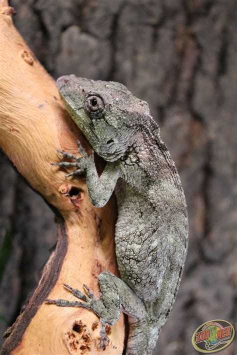 Cuban False Chameleon Lizards, Chameleons, Chameleon Enclosure, Reptile Room, Leo And ...