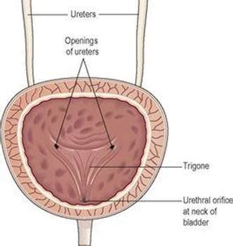 Anatomy Of Bladder Area