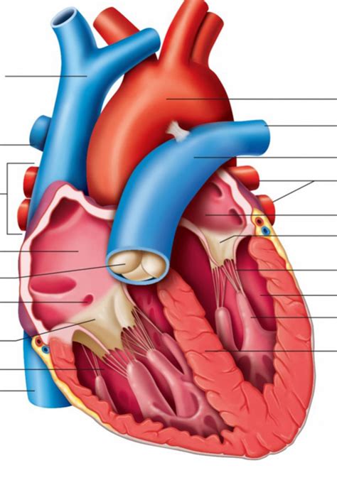 Essentials of Anatomy Chapter 13: Cardiovascular System Diagram | Quizlet