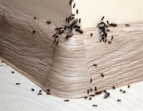 Everything you need to know About Ants Infestation – www.renovicco.com
