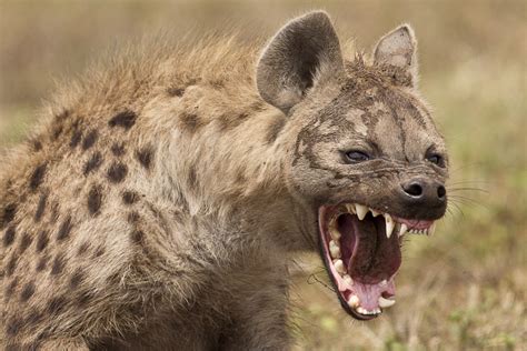 Nature’s Laughter Riot: The Spotted Hyena | Saevus