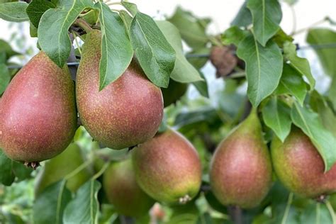 New pear variety could turn into trendsetter for growers in Australia and re-boost consumer ...