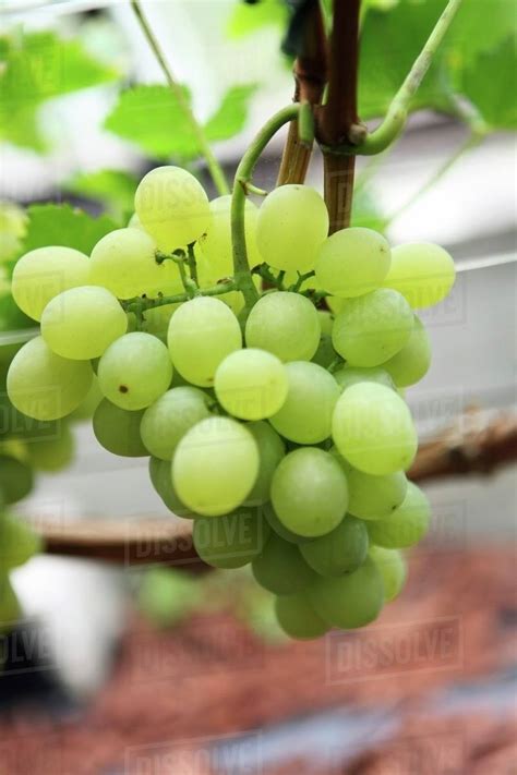 Green grapes on the vine - Stock Photo - Dissolve