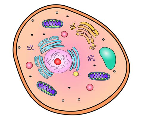 Cell Diagram Diagram | Quizlet