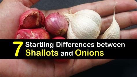 Are Shallots and Onions the Same