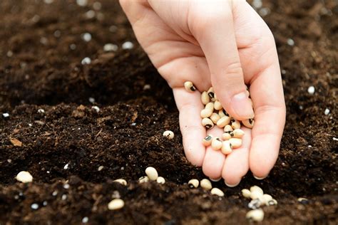 sowing seeds – TechCrunch