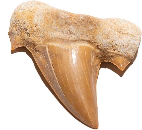 KALIFANO Authentic Fossilized Prehistoric Shark Teeth from Morocco - Shark Tooth for Fossil ...