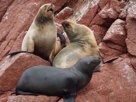 Free Images : zoo, fauna, seals, vertebrate, fins, sea lions, marine mammal, marine animals ...