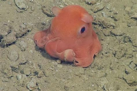 From Blobfish to 'Adorable' Octopus: 9 Animals with Perfect Names | タコのタトゥー, ニュウドウカジカ, 美しい海の生き物
