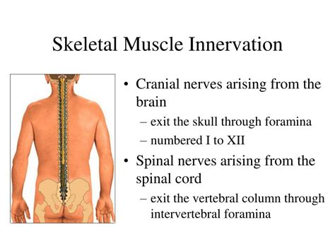 PPT - Chapter 10 The Muscular System PowerPoint Presentation, free ...