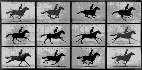 horse running gif - Google 搜索 | Eadweard muybridge, History of photography, Horses