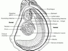 Oyster Culture – Marine Aquaculture