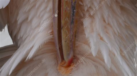 Pelican using uropygial gland whilst preening - Stock Video Clip - K012/3862 - Science Photo Library