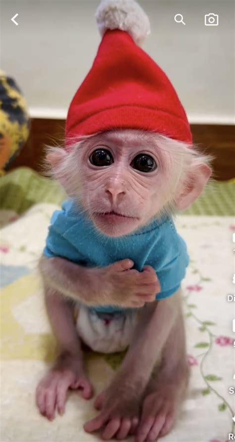 Pin by 🧜🏻‍♀️Aquarius🦄Goddess🧚🏻‍♀ on Baby Pet Monkeys | Monkeys funny ...