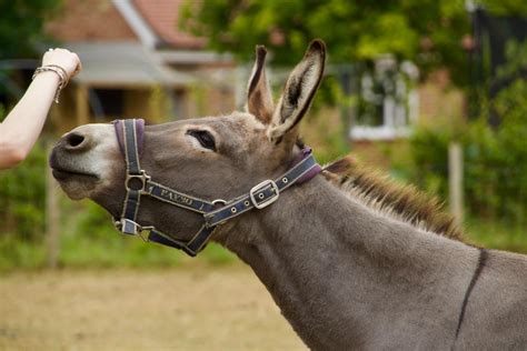 About Equine Crosses, Mules, and Other Hybrids - PetHelpful