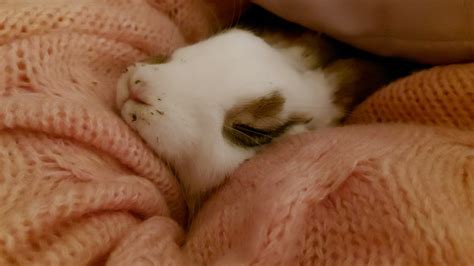 Baby bunny sleeping cuteness overload 💝 - YouTube