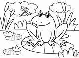 Frog coloring Page  Free Printable Coloring Pages sketch template