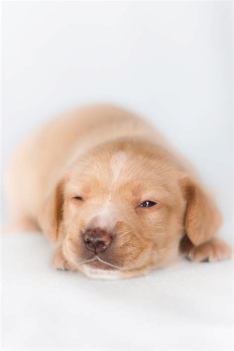 Puppy Free Stock Photo - Public Domain Pictures