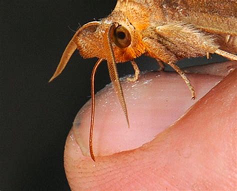 Vampire Moths That Drink Human Blood (With Photos) - Owlcation